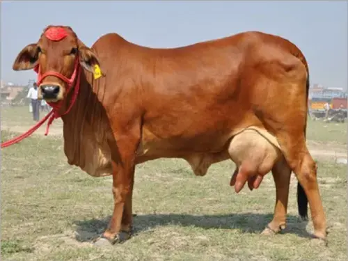 Cow